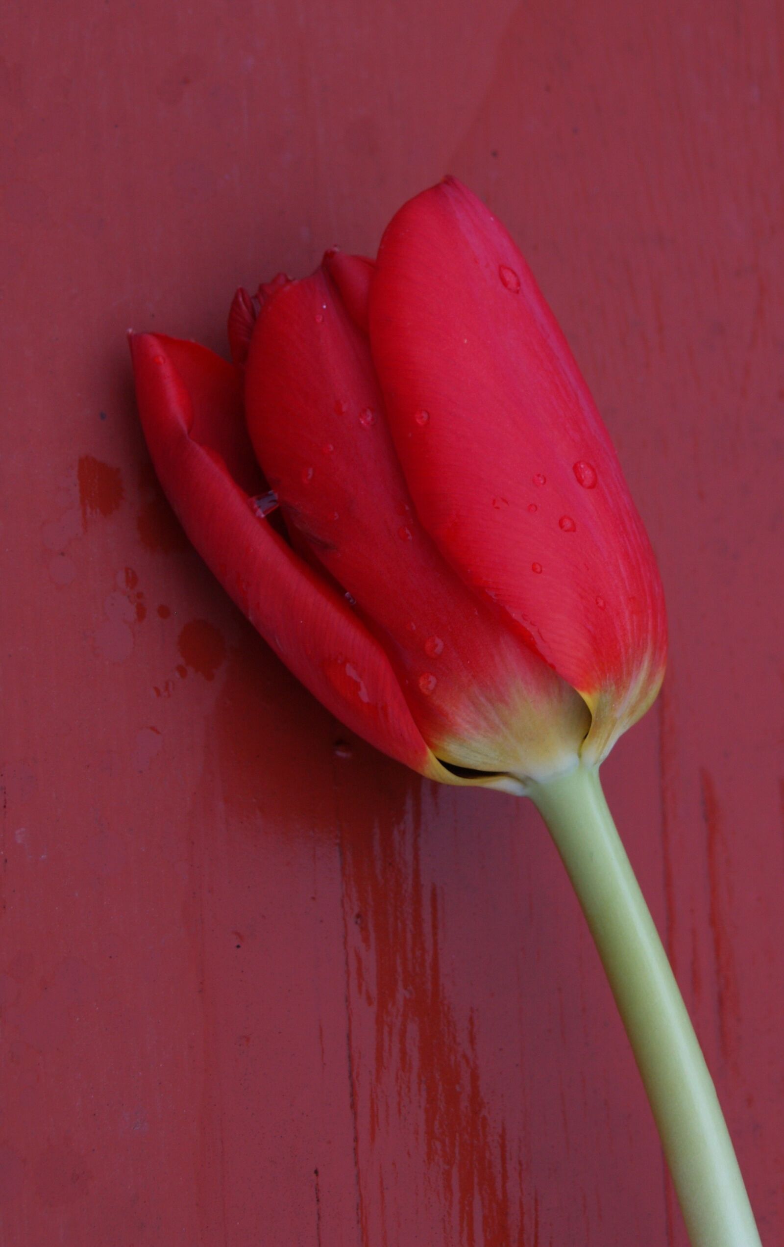 Olympus E-500 (EVOLT E-500) sample photo. Tulip, flower, red photography