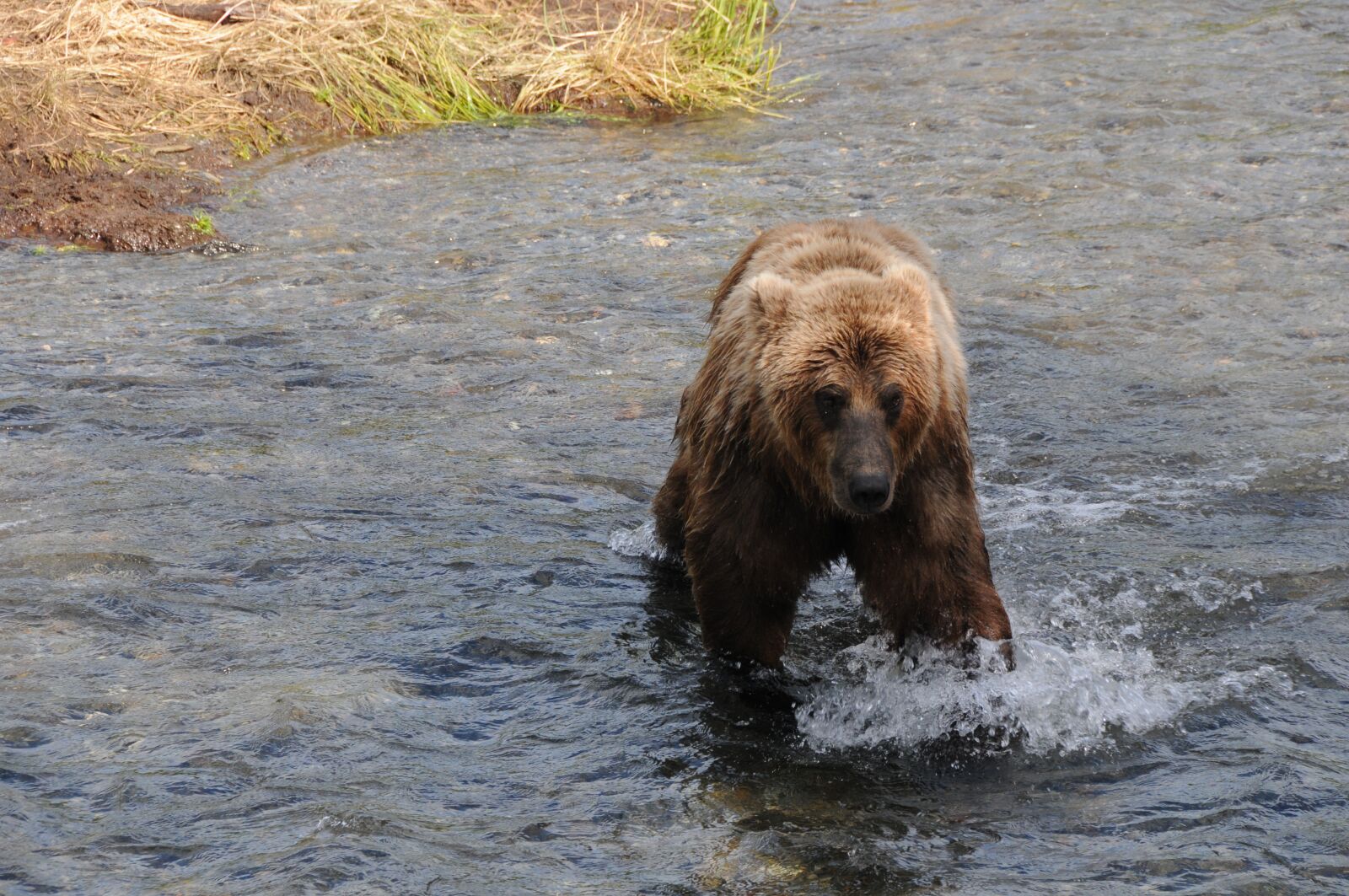 Nikon D300 sample photo. Brown bear, grizzly bear photography