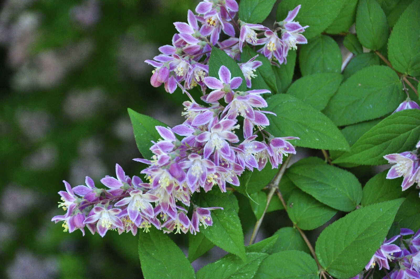 Nikon D90 sample photo. Deutzia, flowering shrub, shrub photography