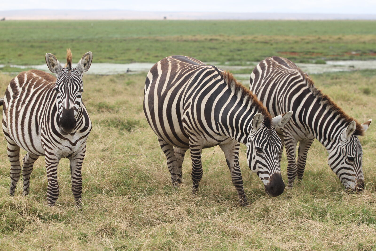 Canon EOS 7D sample photo. Several, zebra, standing, on photography