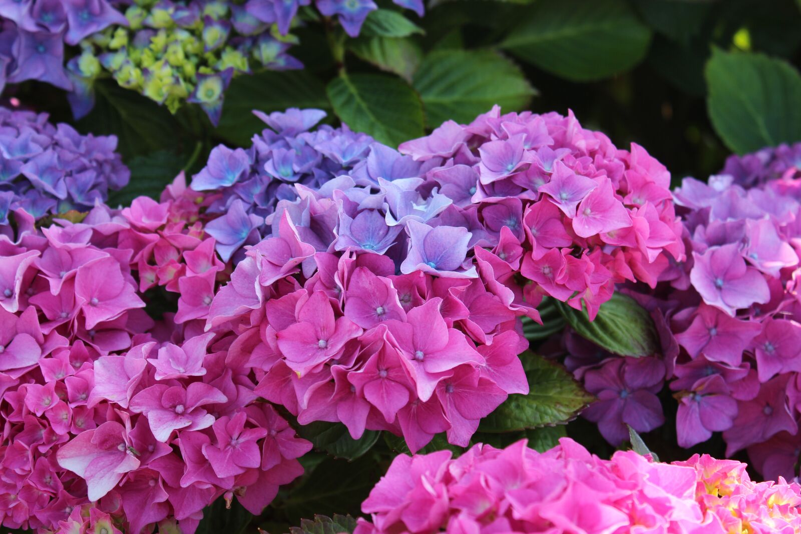 Canon EOS 600D (Rebel EOS T3i / EOS Kiss X5) sample photo. Hydrangea, flowers, flower photography