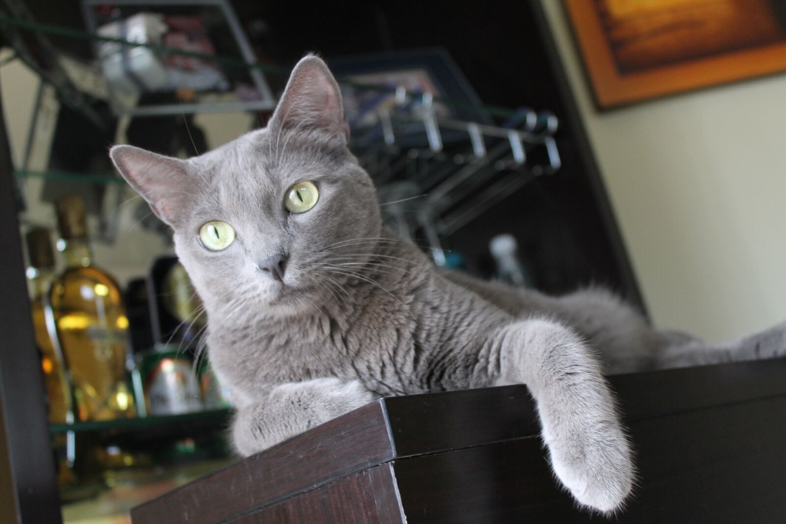 Canon EOS 1100D (EOS Rebel T3 / EOS Kiss X50) sample photo. Gata, blue roller, cat photography