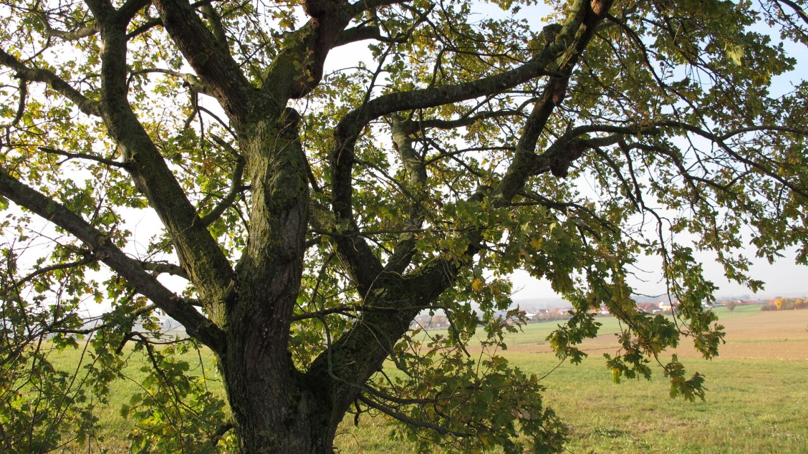 Canon PowerShot G12 sample photo. Tree, oak, branch photography