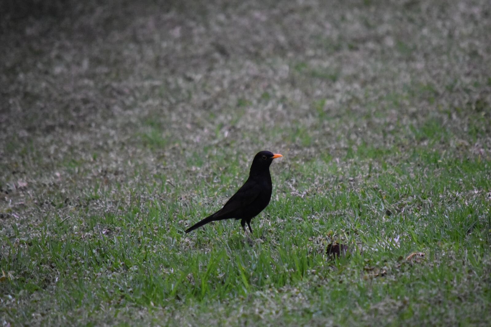 Nikon D3400 sample photo. Merle, bird, blackbird photography