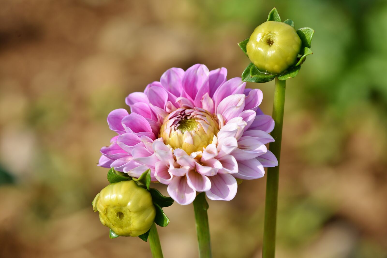 Nikon D7200 sample photo. Dahlia, dahlias bud, flower photography