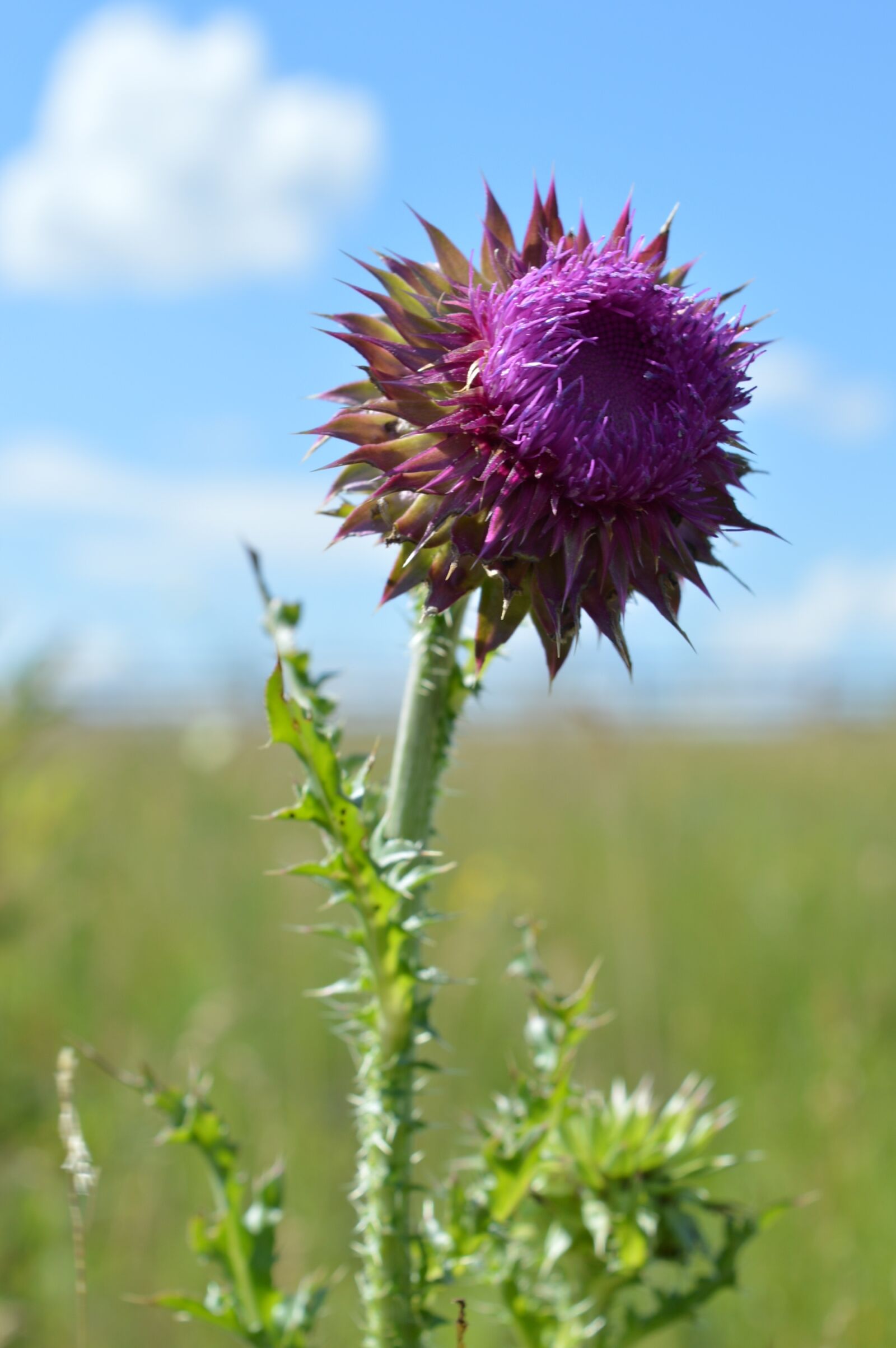 Nikon D3200 sample photo. Burdock, barb, bloom photography