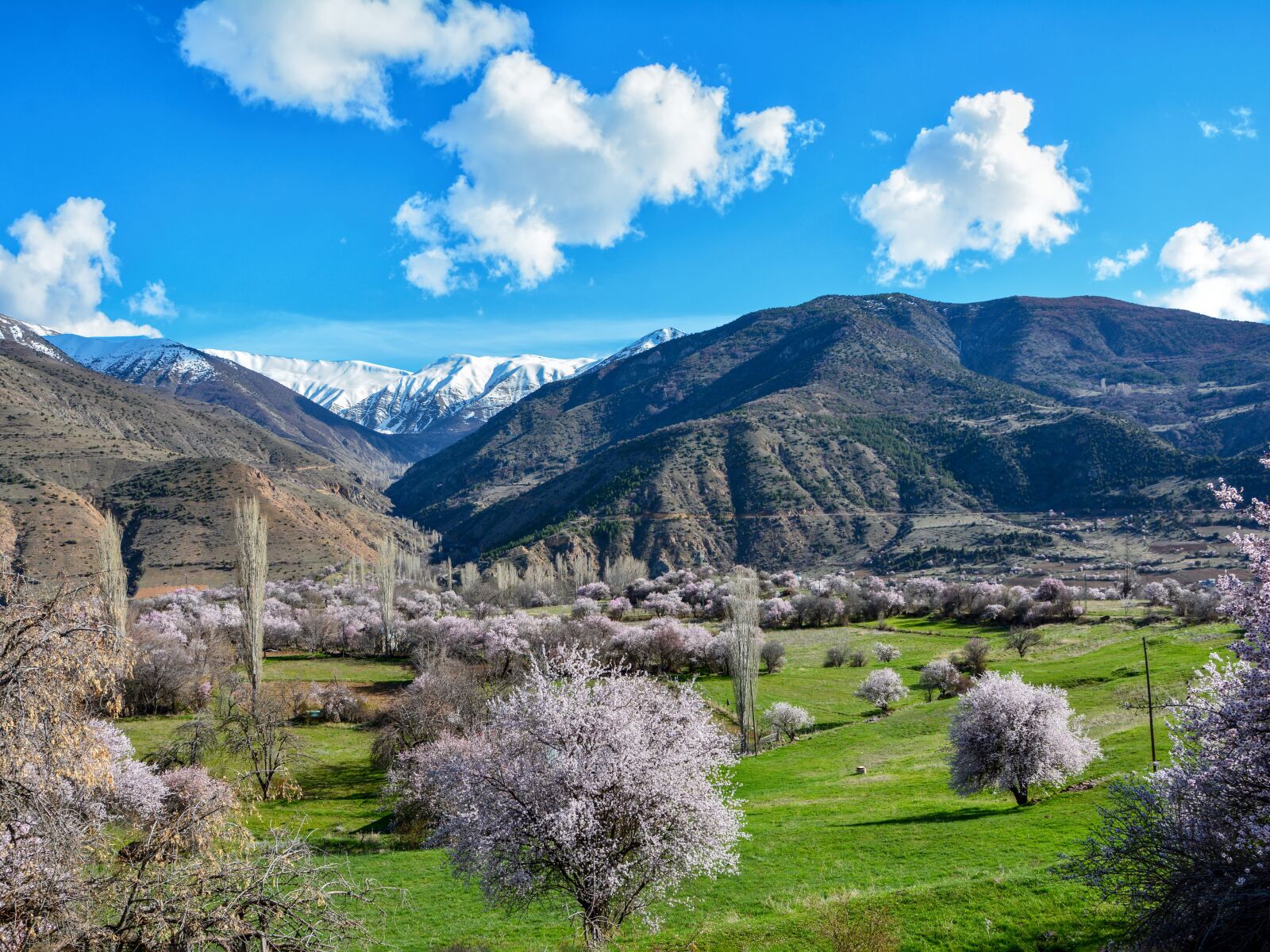 Nikon D7100 sample photo. Spring, almond trees, almond photography