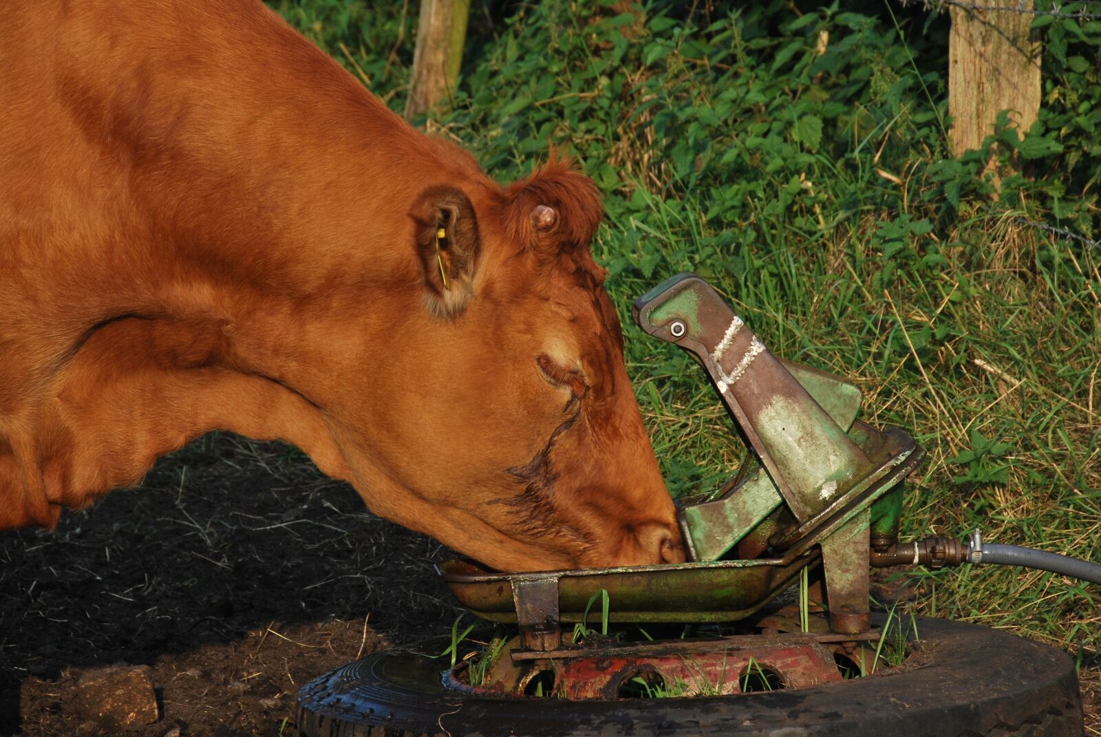 Nikon D60 sample photo. Nature, agriculture, potions photography