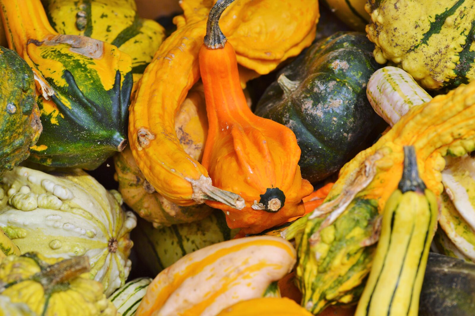Nikon D3200 sample photo. Pumpkin, fruit, orange photography
