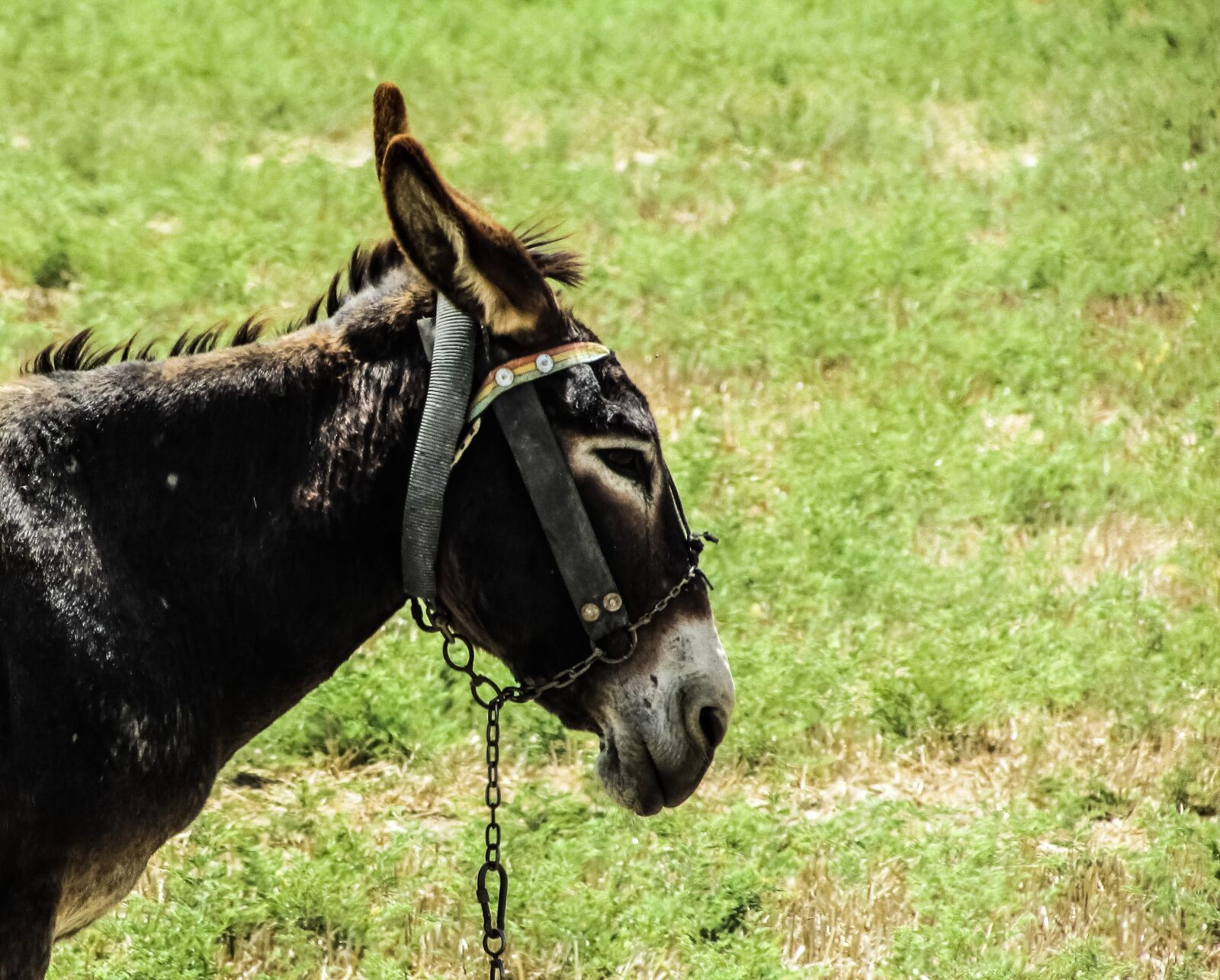 Canon PowerShot SX400 IS sample photo. Donkey, field, animal photography