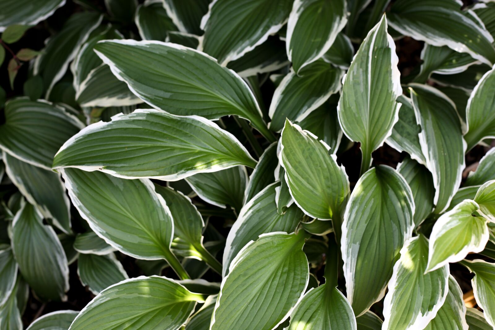 Canon EOS 5D Mark II sample photo. Plant, leaves, decorative photography