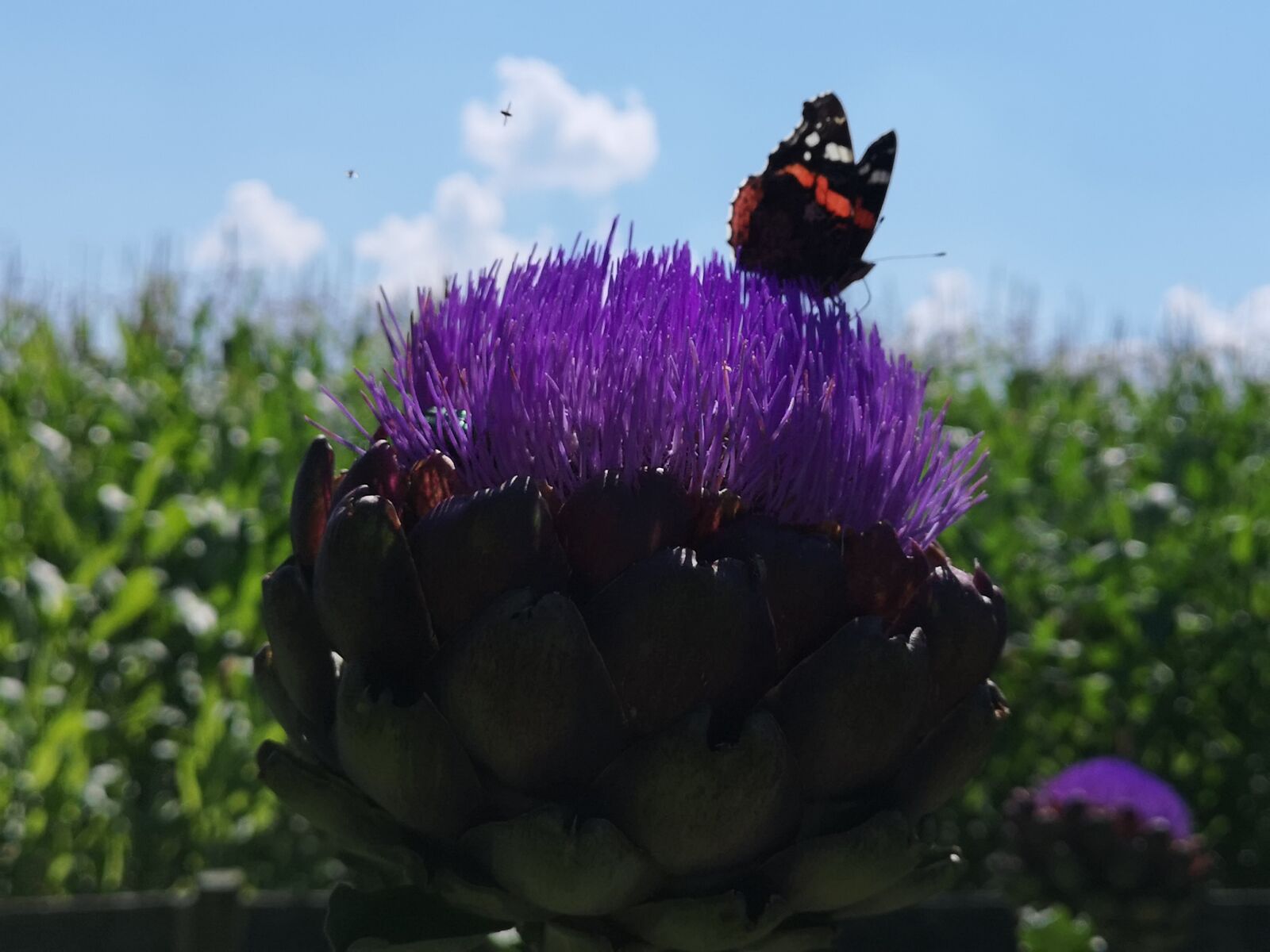 HUAWEI CLT-L29 sample photo. Himmel, schmetterling, blume photography