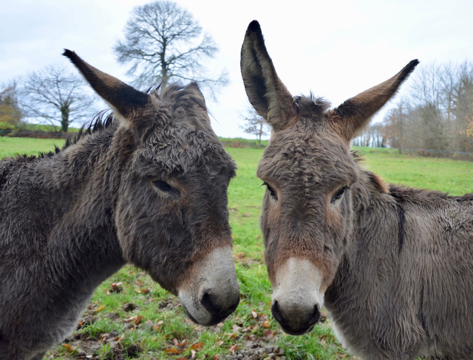 Nikon D5200 sample photo. Donkeys, heads asses, long photography