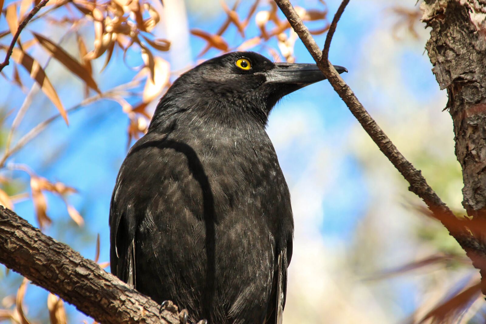 Canon EOS 600D (Rebel EOS T3i / EOS Kiss X5) sample photo. Crow, bird, raven photography