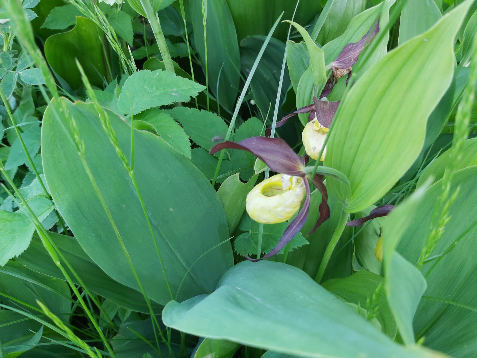 Samsung Galaxy A70 sample photo. цветы, роза, birthday photography
