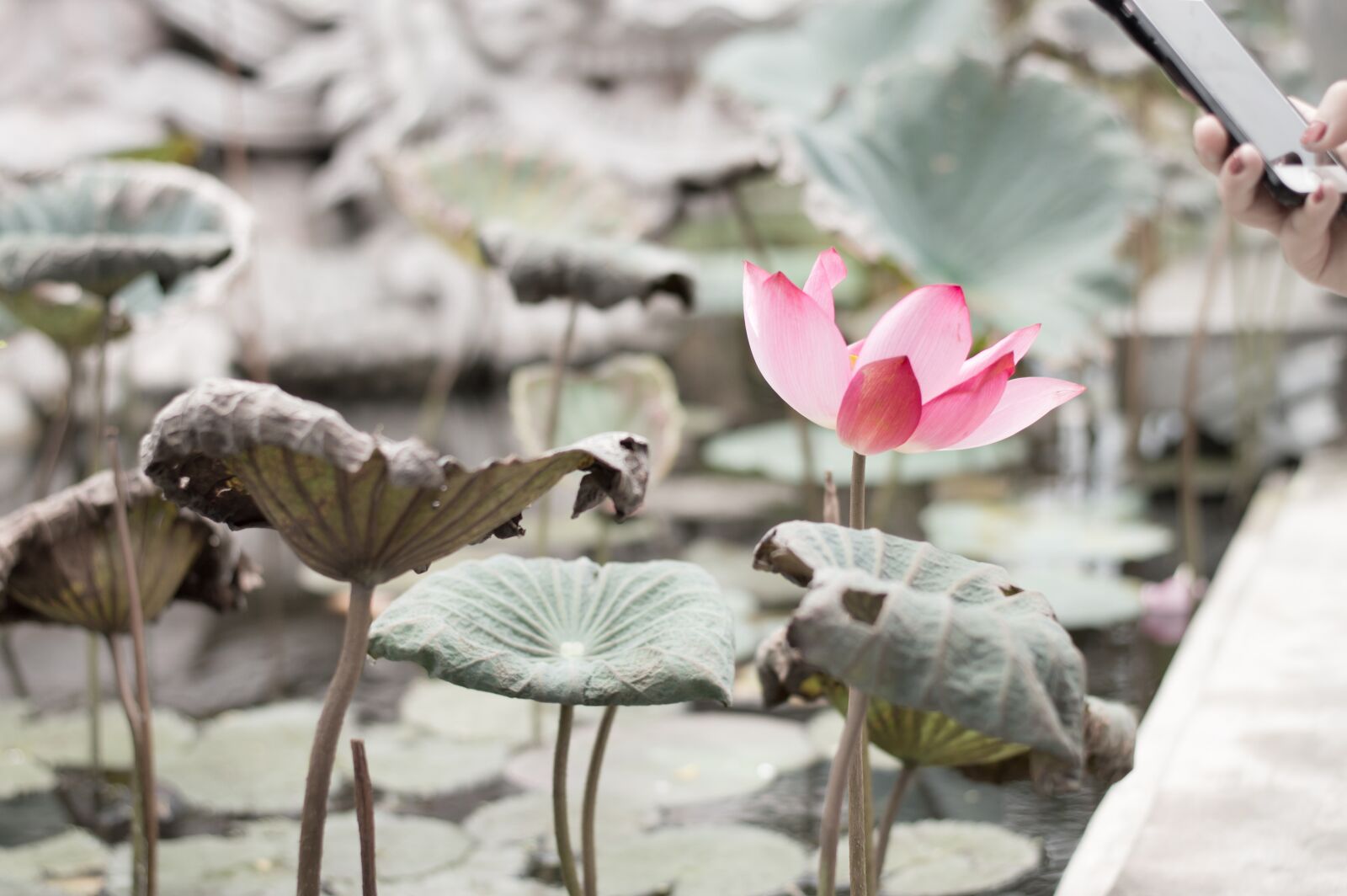 Nikon D3200 sample photo. Lotus, flower, water photography