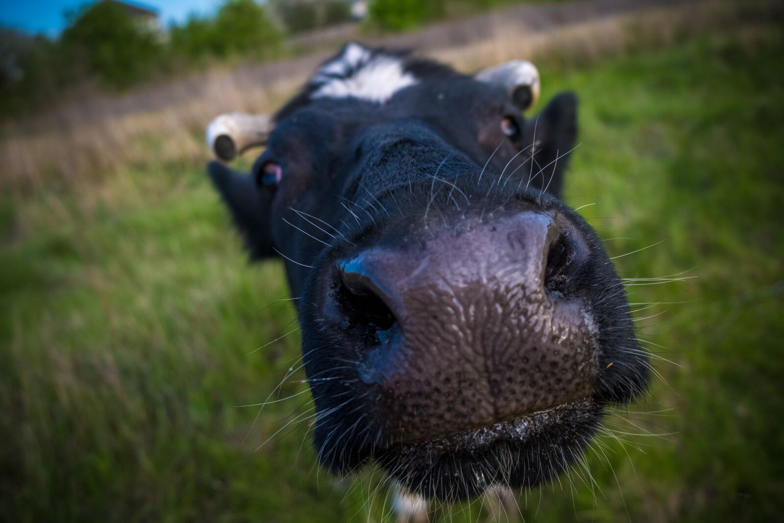 Fujifilm X-T3 + Fujifilm XF 18-55mm F2.8-4 R LM OIS sample photo. Cow, close, macro photography