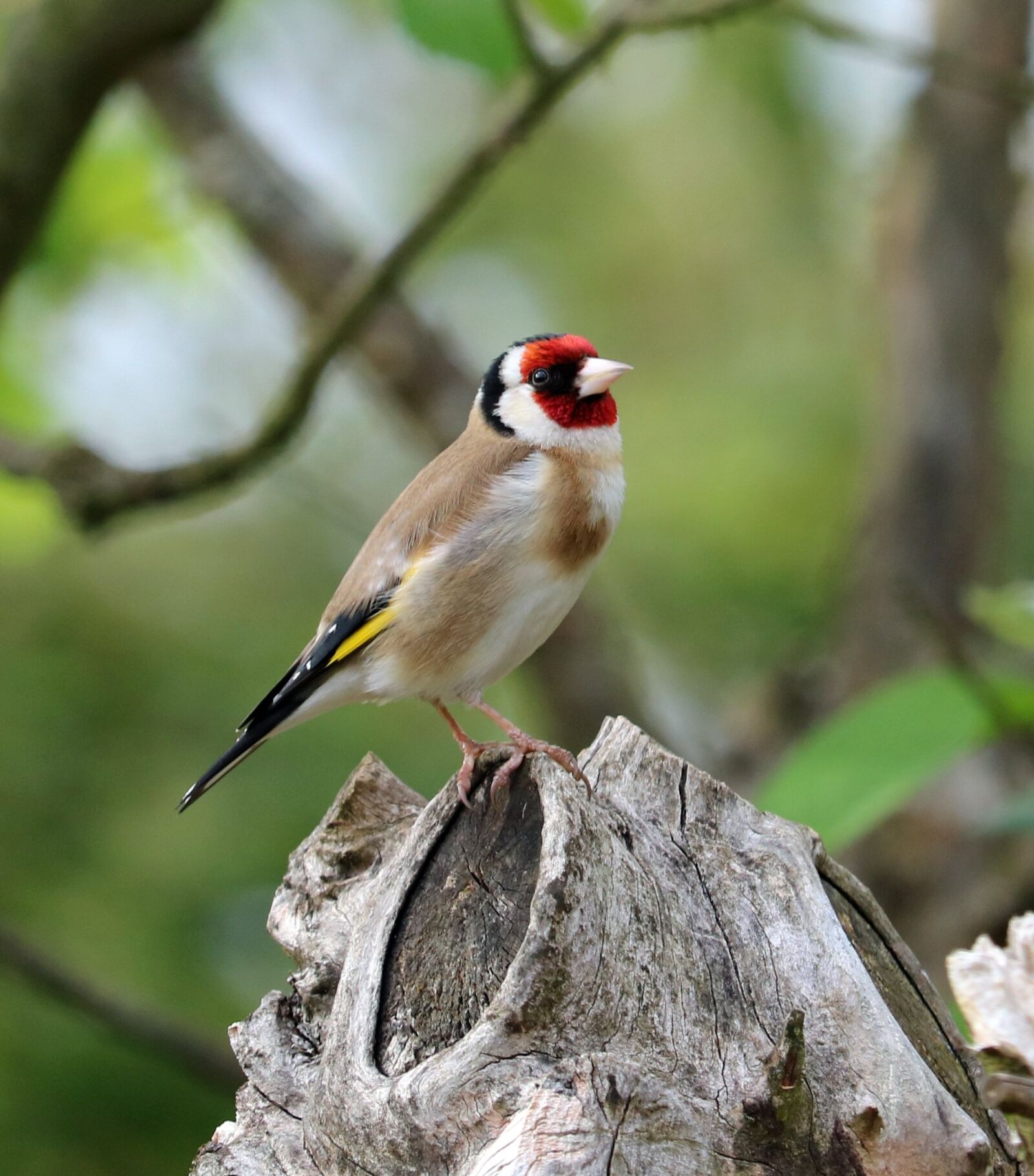 Canon EOS 750D (EOS Rebel T6i / EOS Kiss X8i) sample photo. Goldfinch, song bird, bird photography