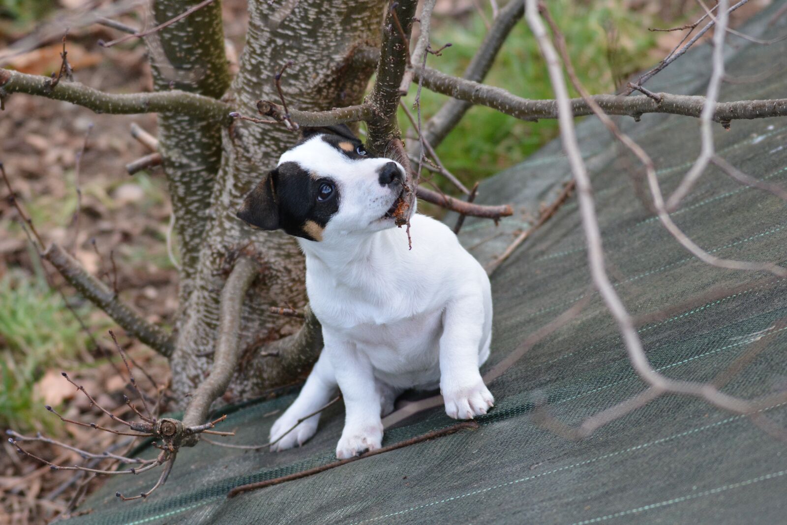 Nikon D7100 sample photo. Jack russel, puppy, cute photography