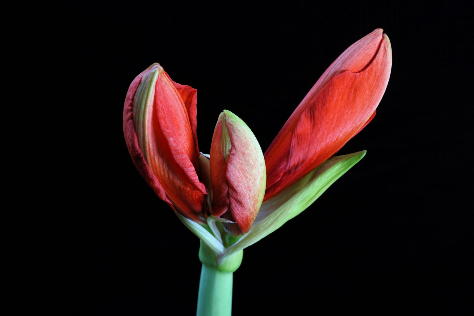 Sony E 30mm F3.5 Macro sample photo. Amaryllis, flower, blossom photography
