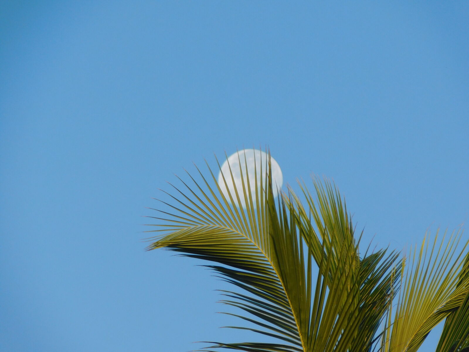 Nikon Coolpix B500 sample photo