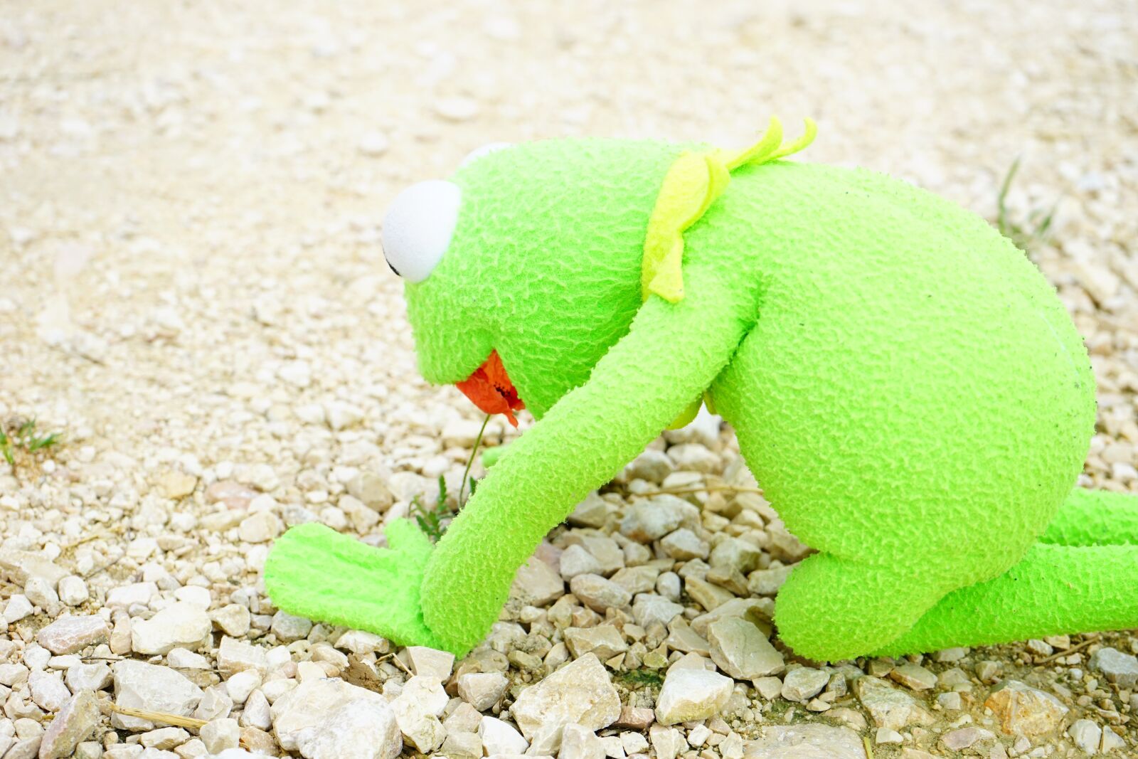 Sony a7 sample photo. Kermit, frog, hunger photography