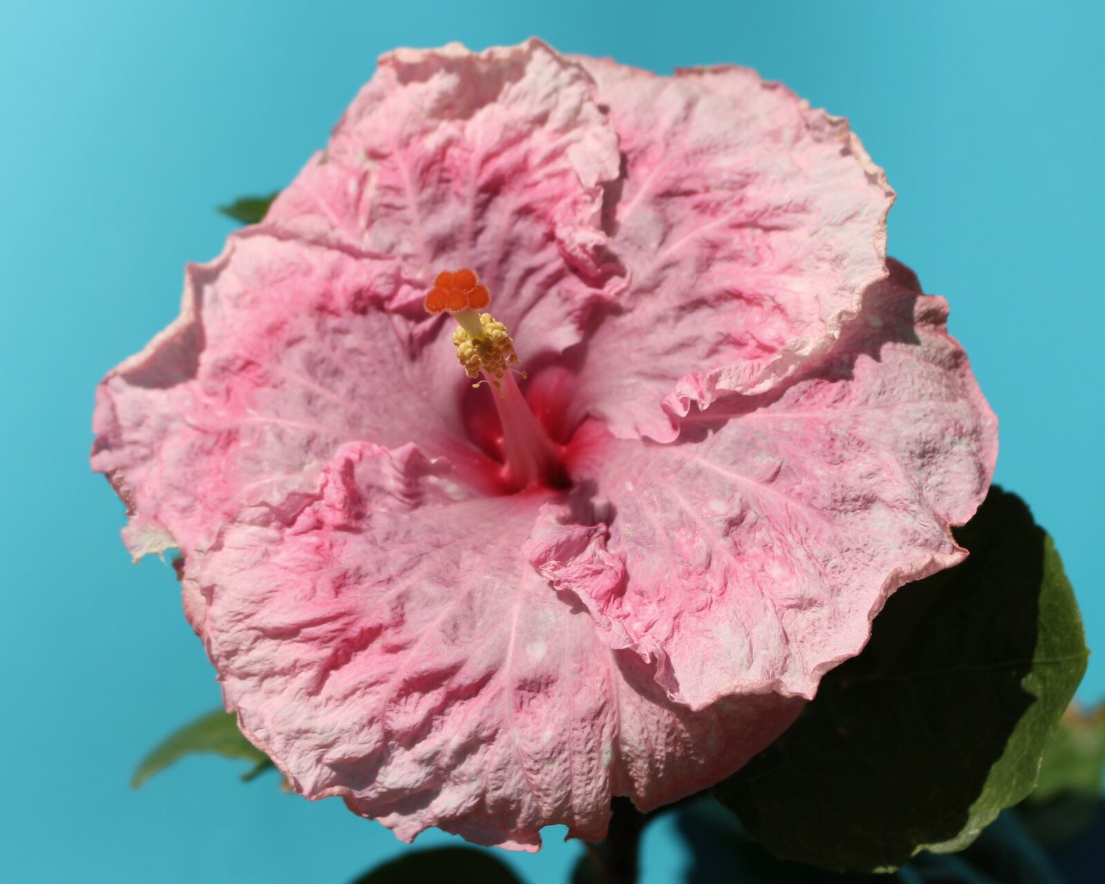 Canon EOS 700D (EOS Rebel T5i / EOS Kiss X7i) sample photo. Hibiscus, flower, pink photography