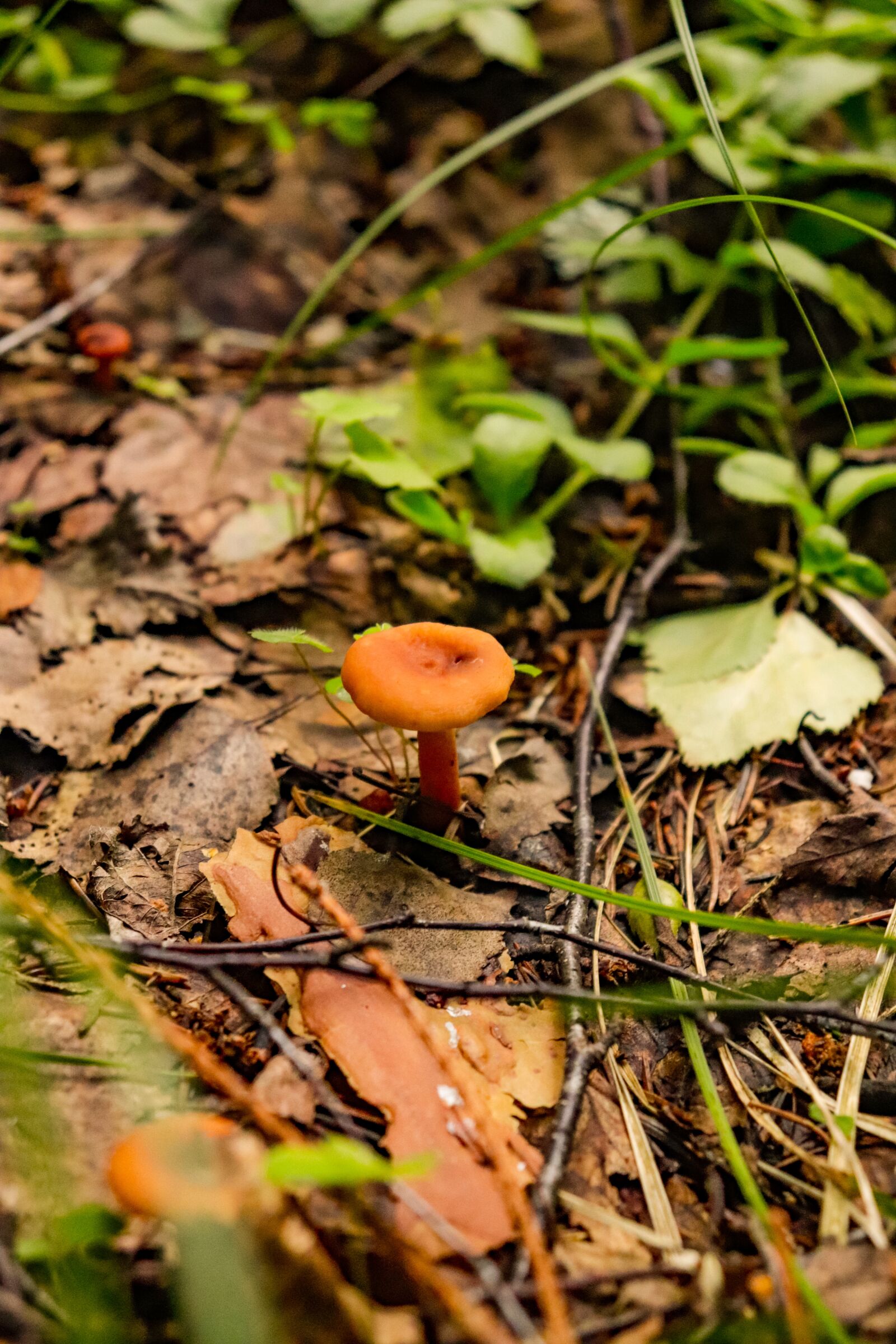 Canon EOS 200D (EOS Rebel SL2 / EOS Kiss X9) sample photo. Forest, mushroom, mushrooms photography