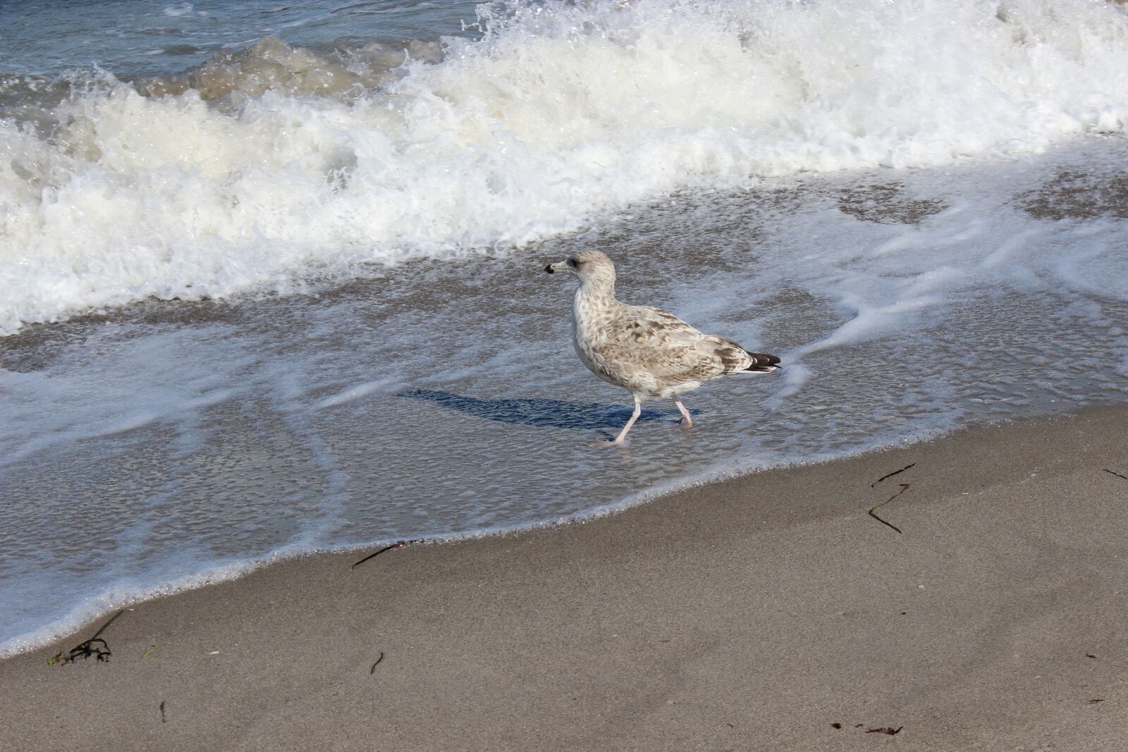 Canon EOS 600D (Rebel EOS T3i / EOS Kiss X5) sample photo. Beach, mew gull, seevogel photography