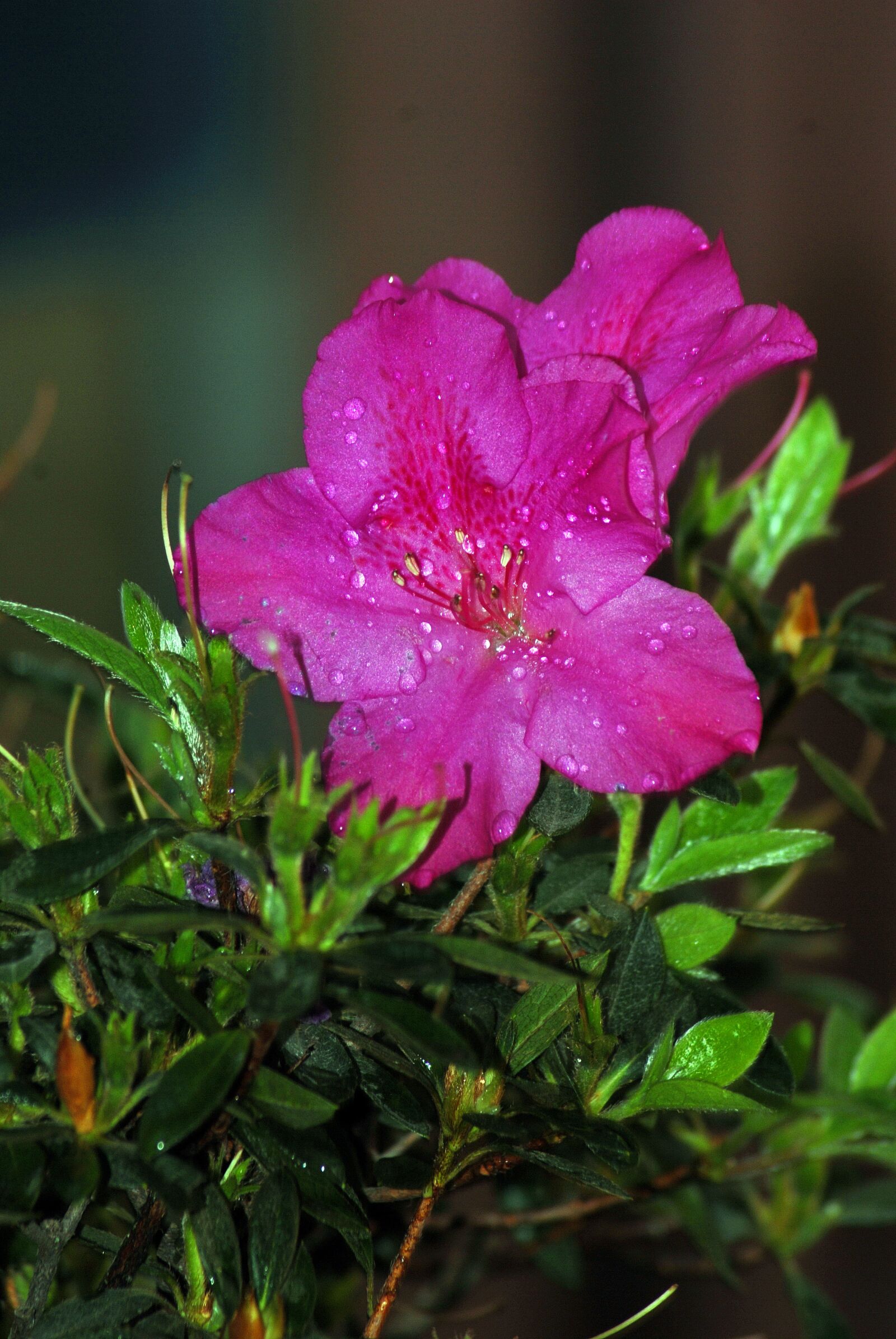 Nikon D200 sample photo. Flowers, nature, flora photography