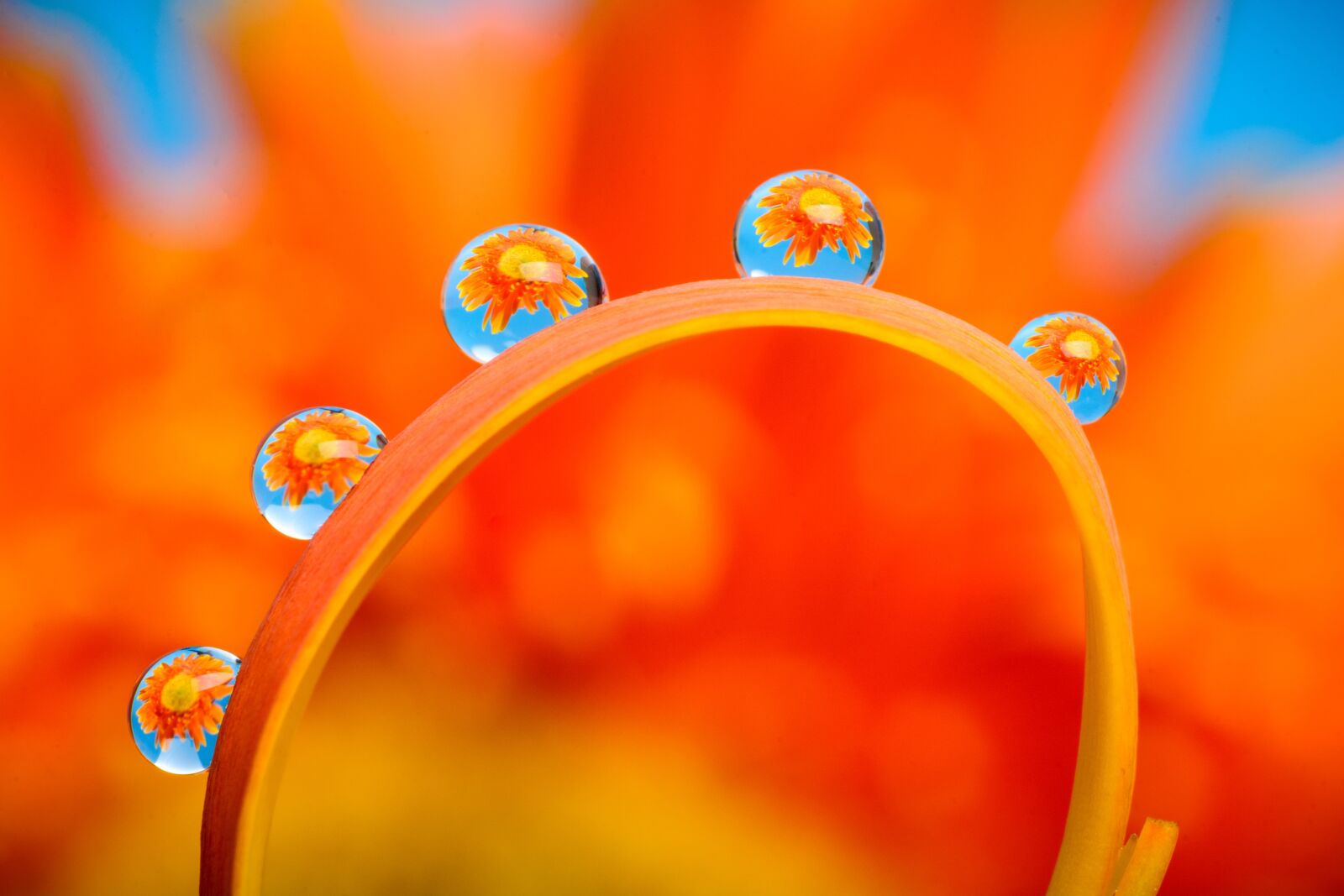 Nikon D7100 sample photo. Water, macro, flower photography