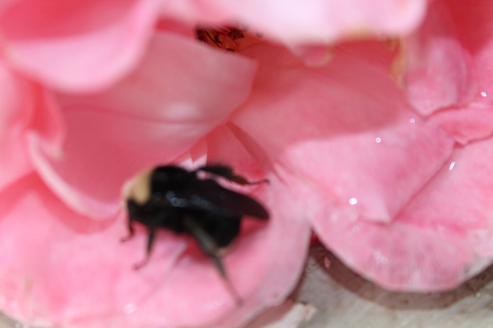 Canon EOS 600D (Rebel EOS T3i / EOS Kiss X5) sample photo. Bee, rose, petal photography