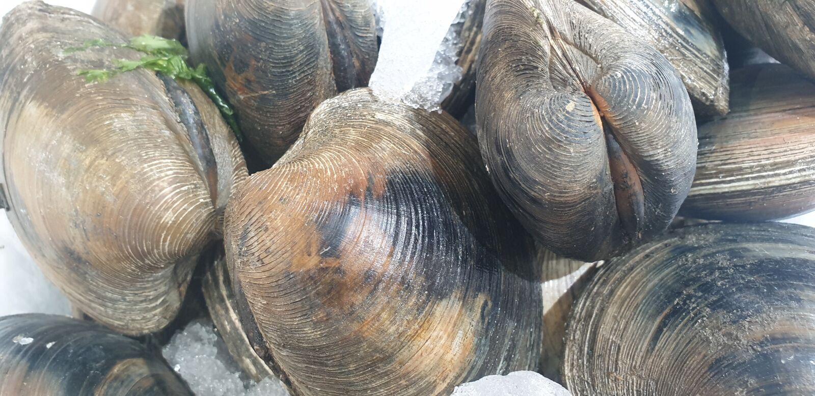Samsung Galaxy Note9 sample photo. Clam, seafood, fishery photography