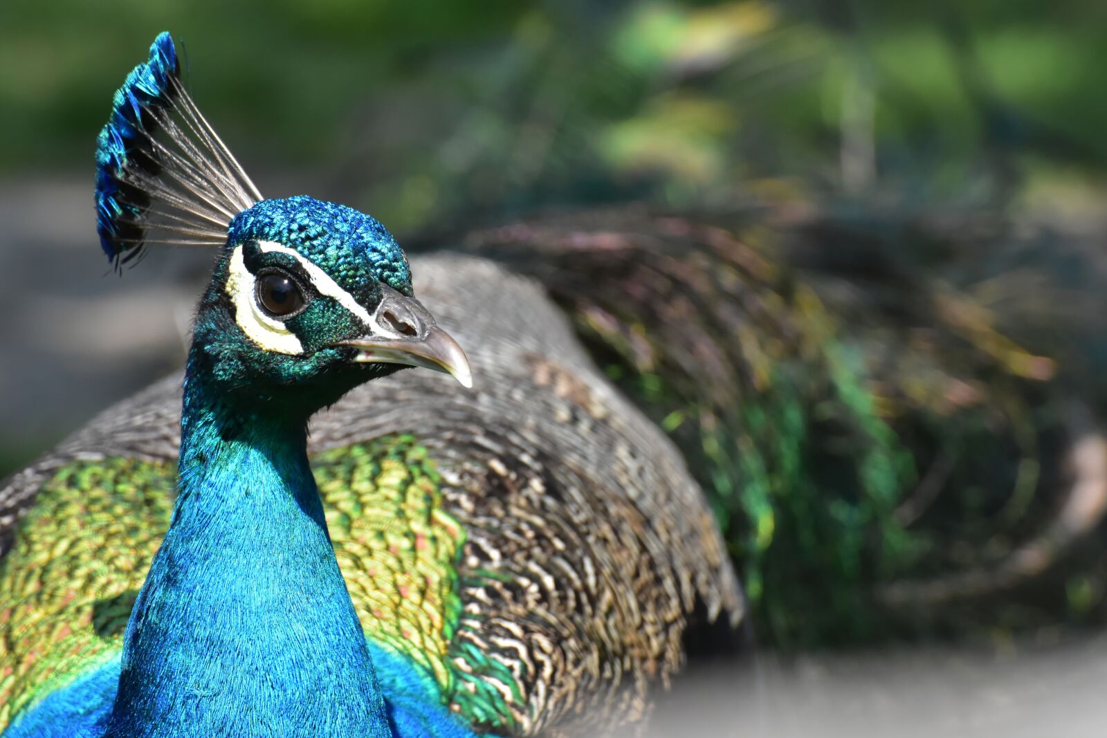 Nikon D7200 sample photo. Peacock, bird, poultry photography