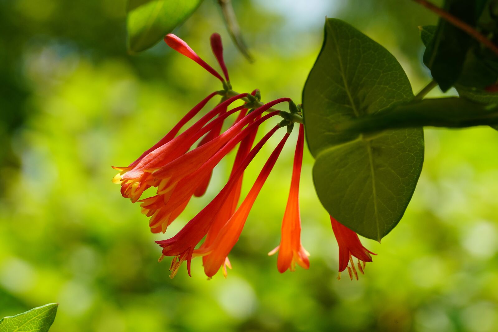 Sony a7R III + Sony FE 90mm F2.8 Macro G OSS sample photo. Flower, nature, spring photography