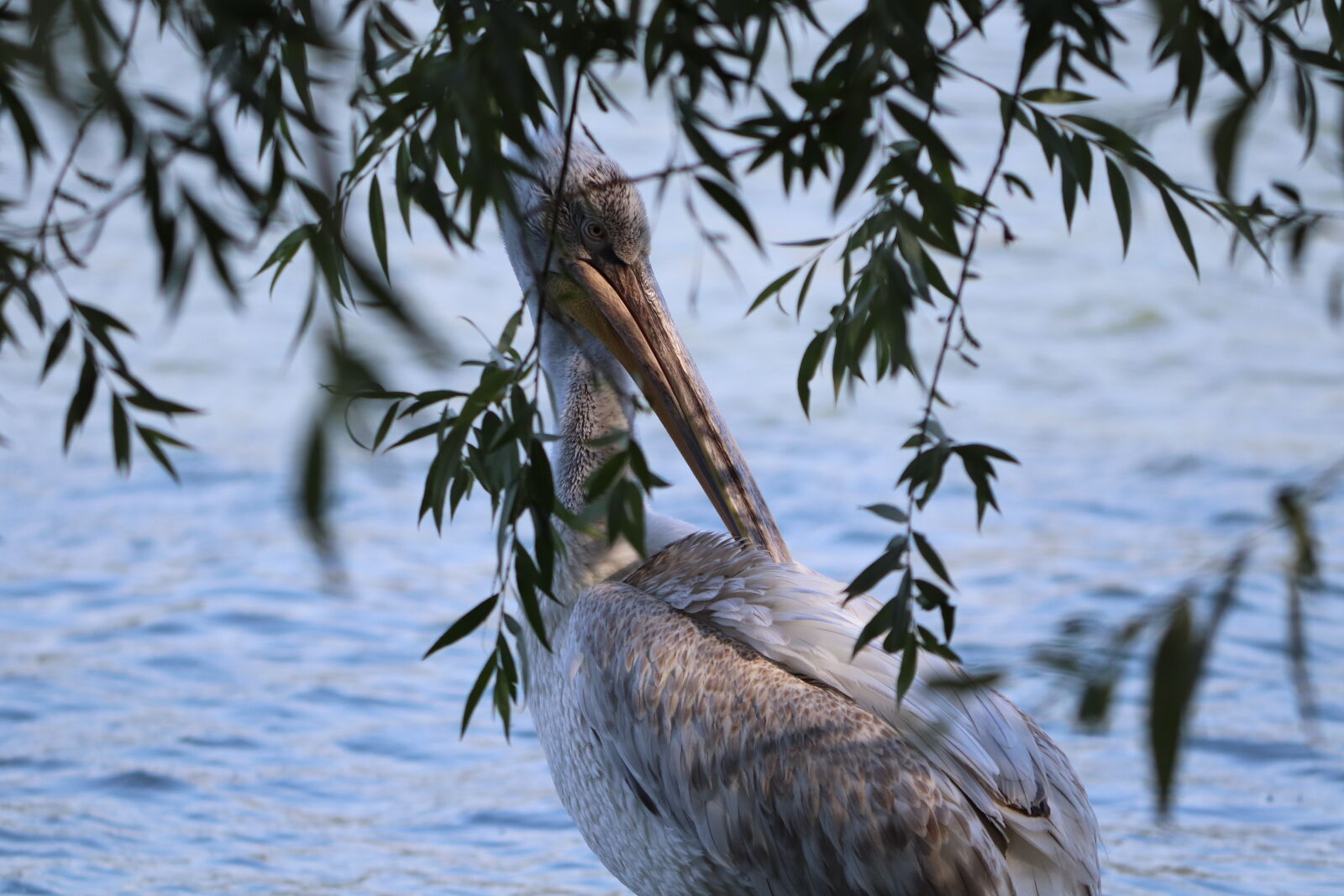 Canon EOS 77D (EOS 9000D / EOS 770D) sample photo