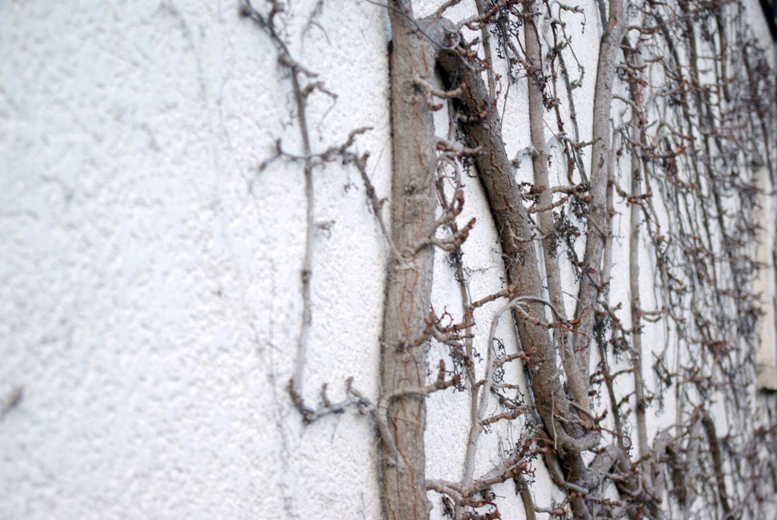 Pentax K10D sample photo. Wall, creeper, narrow-leaved photography