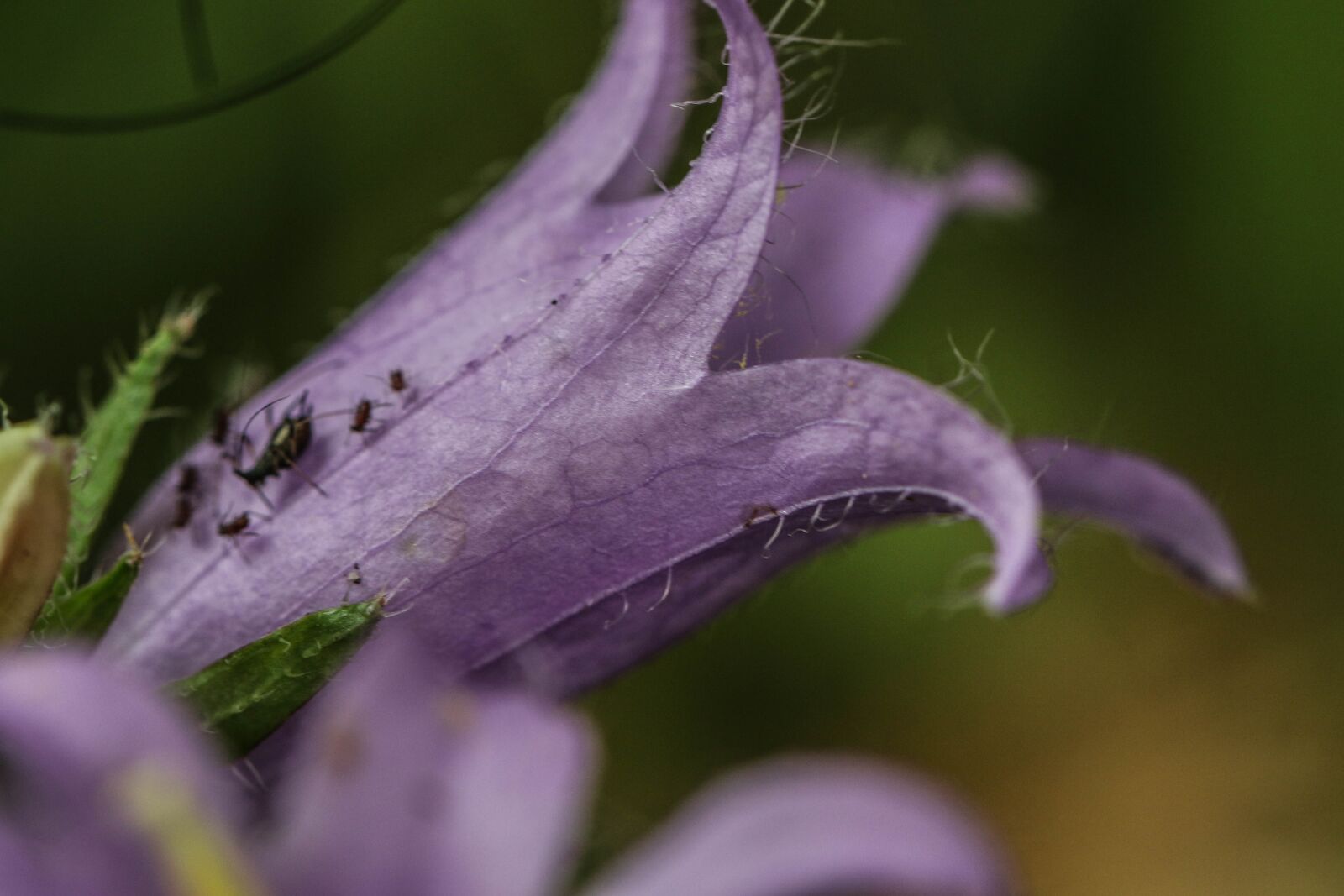 Canon EOS 7D Mark II sample photo. Wild flower, flower, summer photography