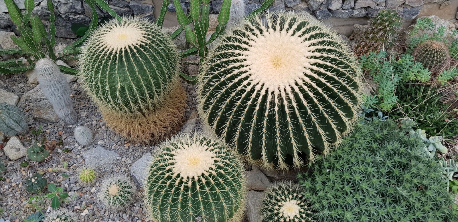 Samsung Galaxy S8 sample photo. Cactus, sukulent, thorns photography