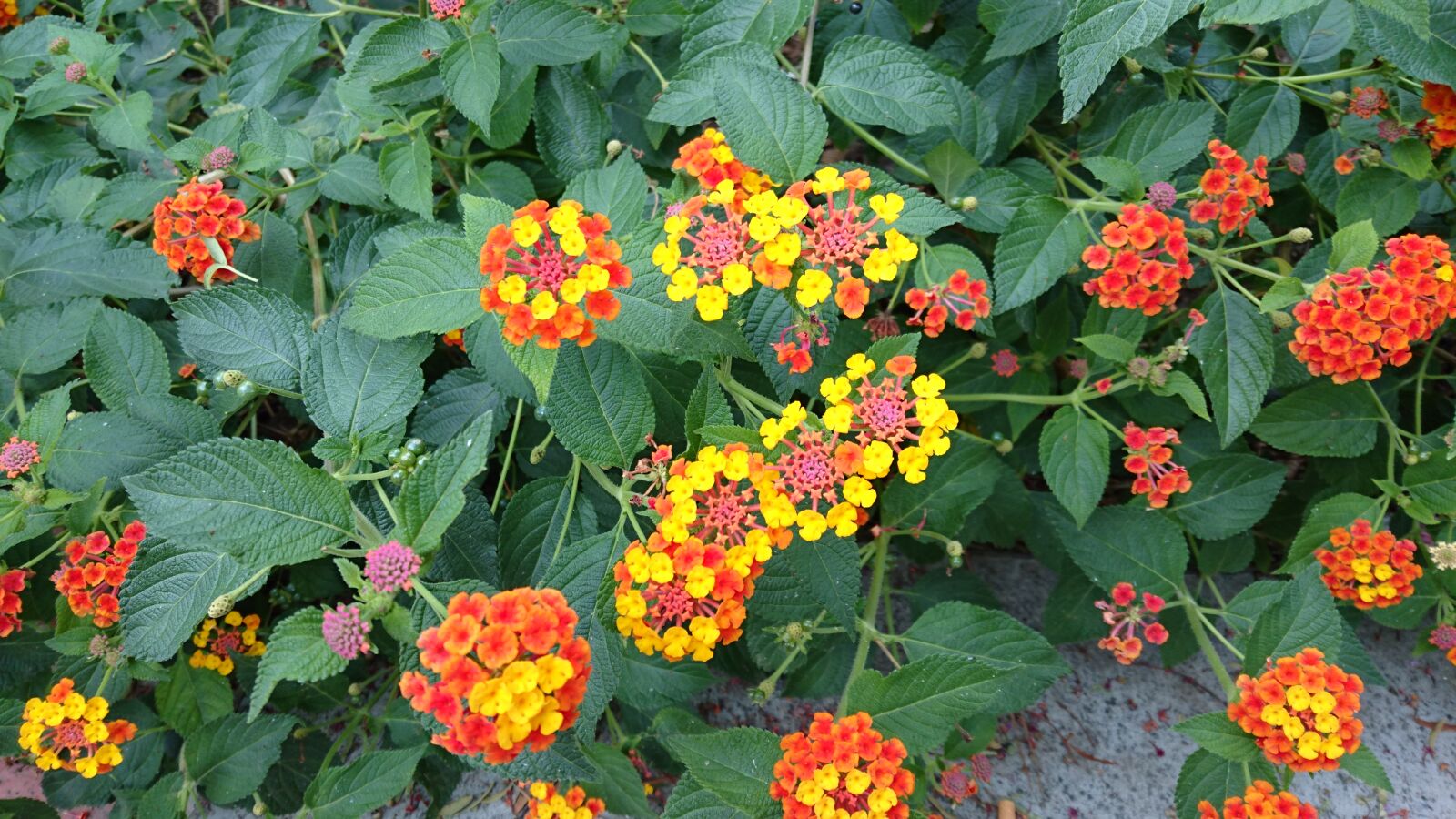 Sony Xperia Z3+ sample photo