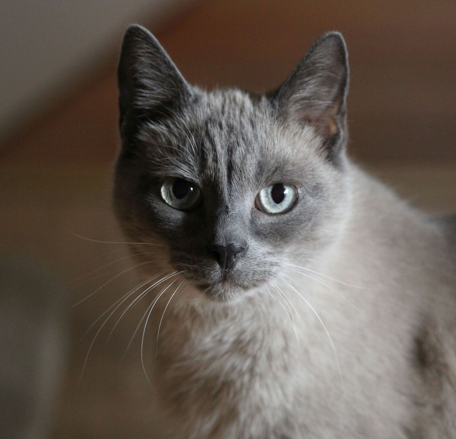 Canon EOS 60D sample photo. Cat portrait, siam, cat photography