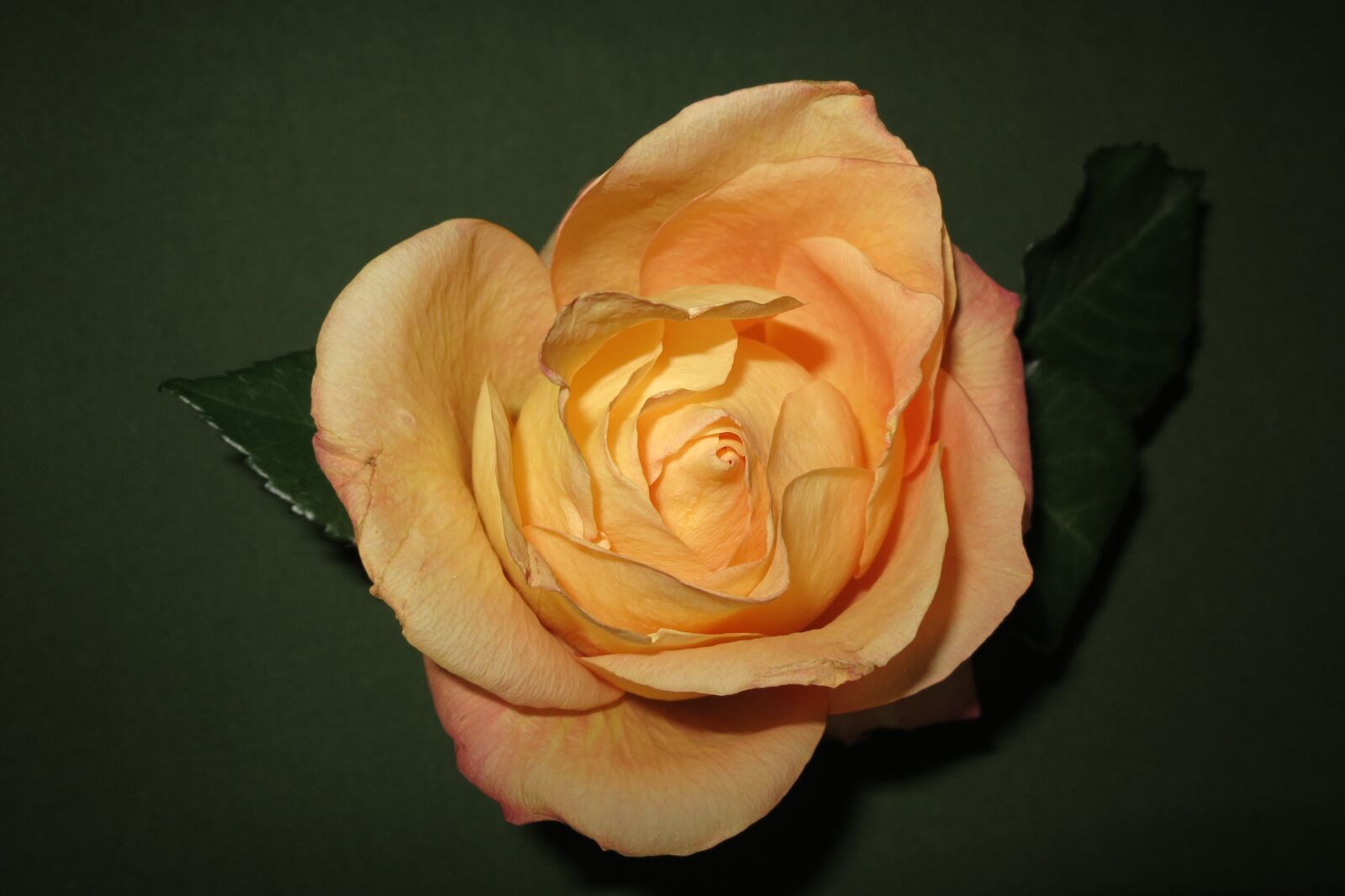 Canon PowerShot S100 sample photo. Rose, blossom, bloom photography