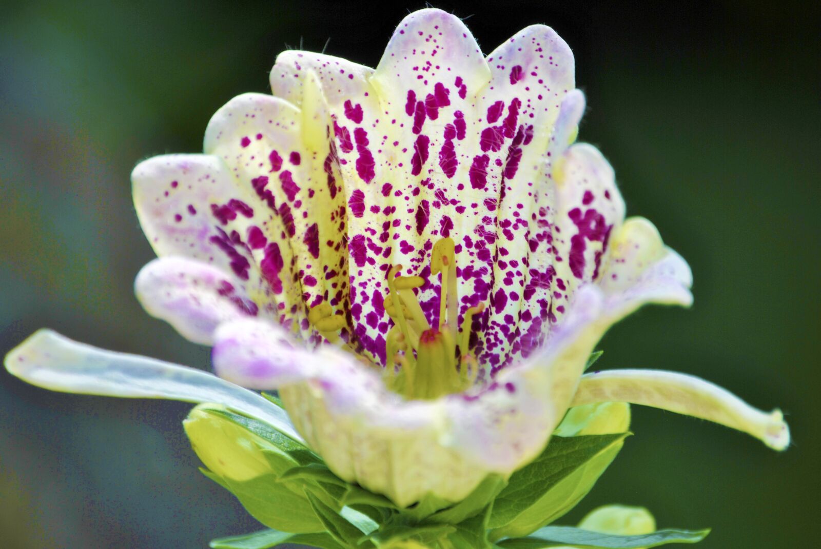 Nikon D3000 sample photo. Purple, blossom, bloom photography
