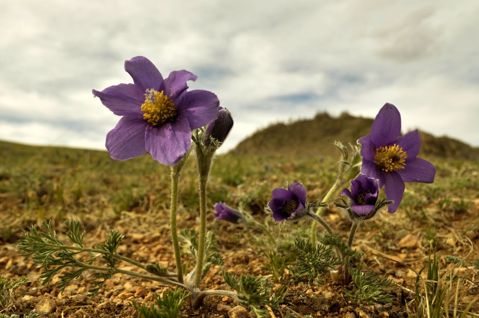 Nikon D90 sample photo. Pasqueflower, steppe, mongolia photography