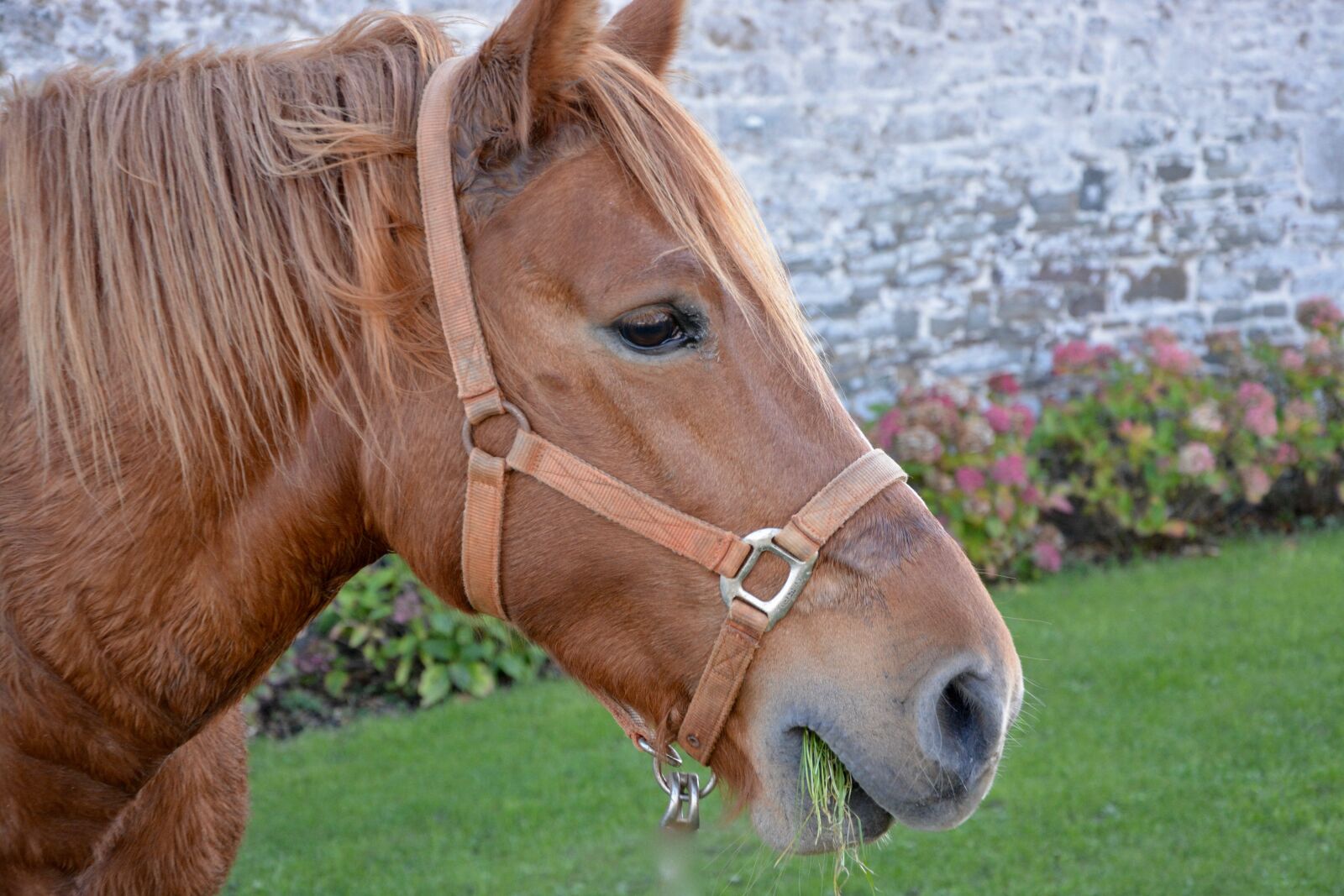 Nikon D5200 sample photo. Horse, head horse profile photography