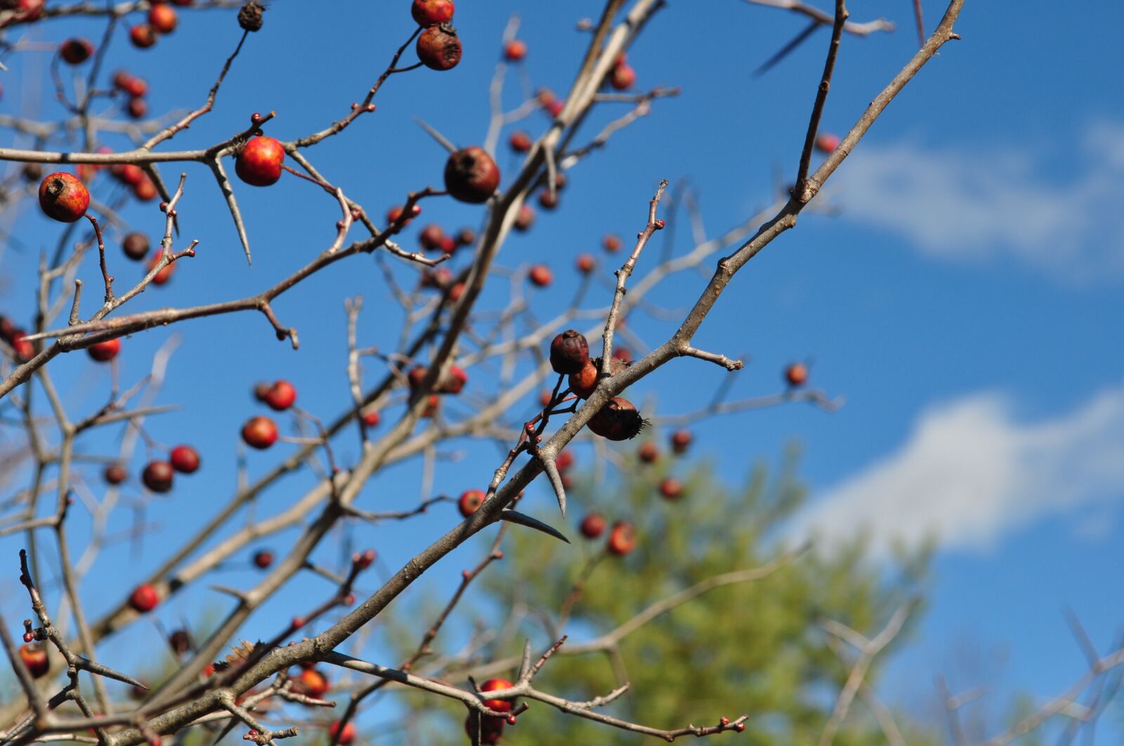 Nikon D5000 sample photo. Hawthorn, fall, trees photography