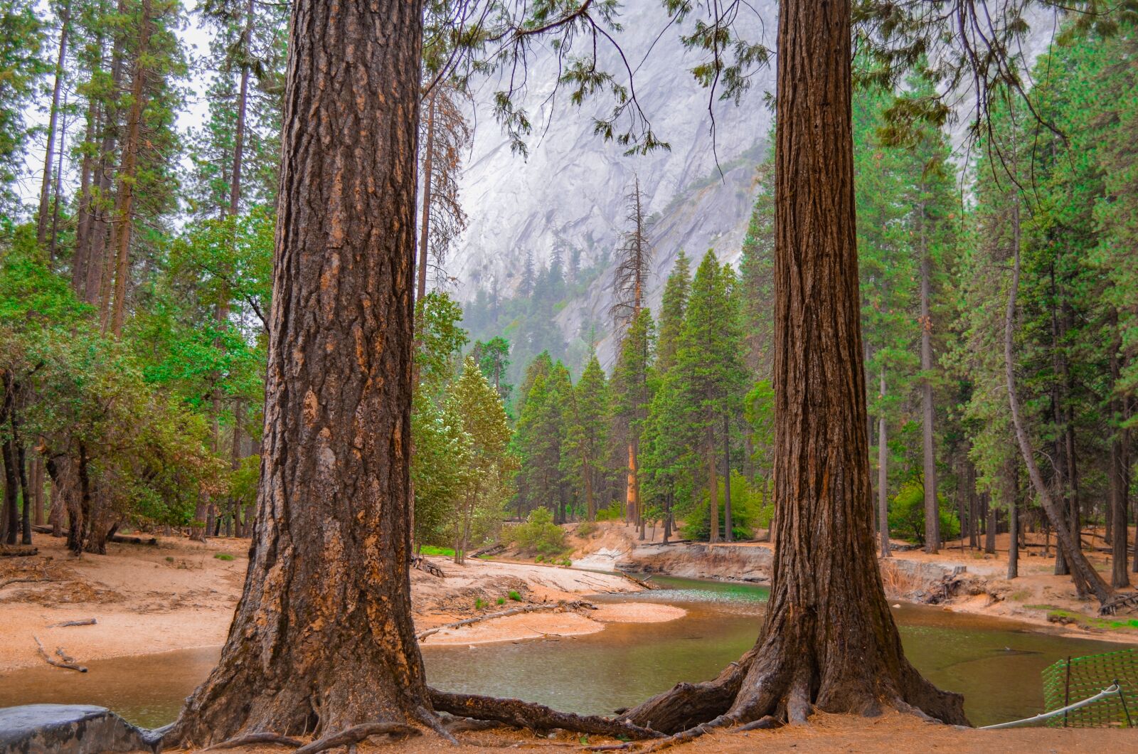 Nikon D5100 sample photo. Yosemite, redwoods, california photography