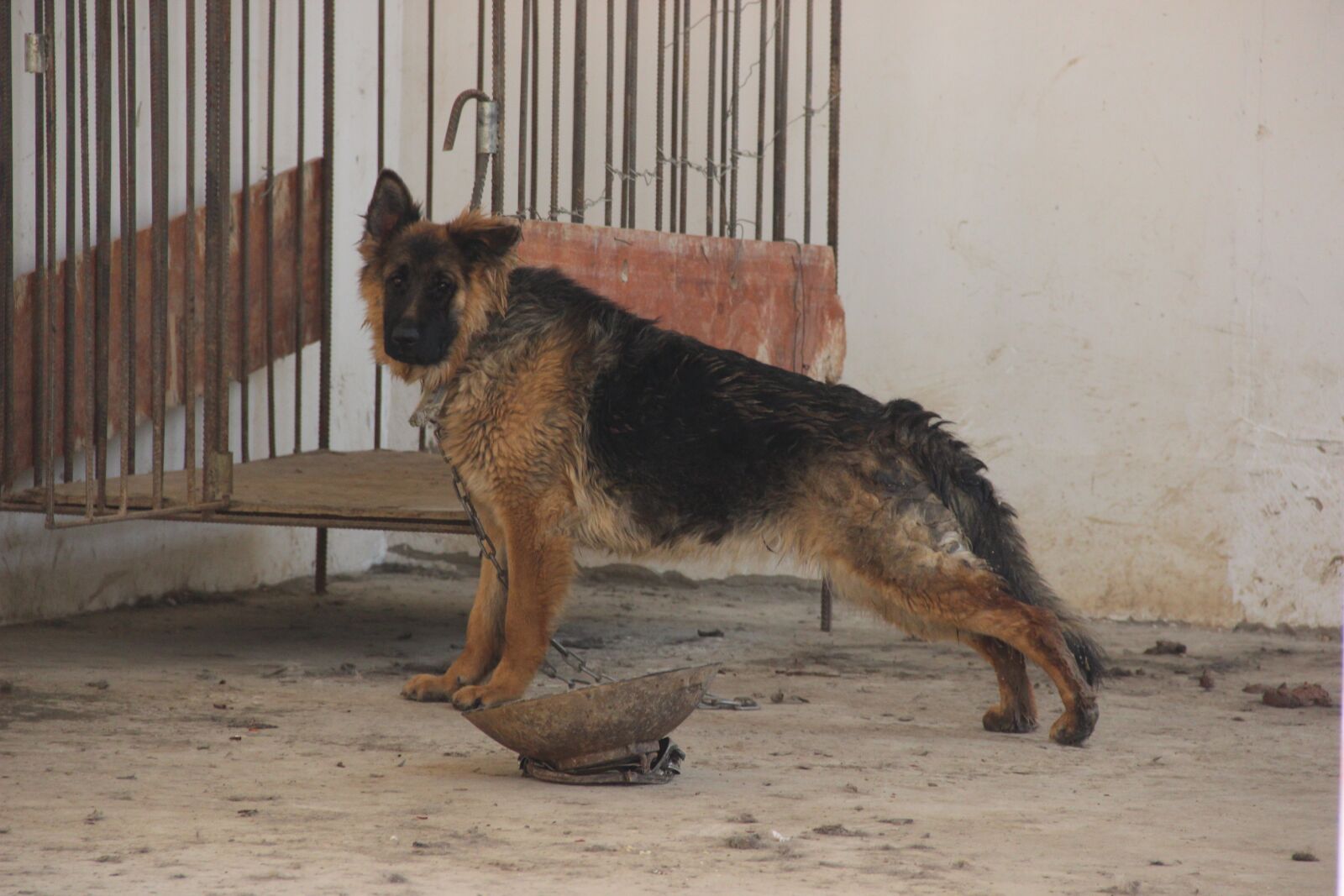 Canon EOS 600D (Rebel EOS T3i / EOS Kiss X5) sample photo. Dog, wolfhound, animals photography