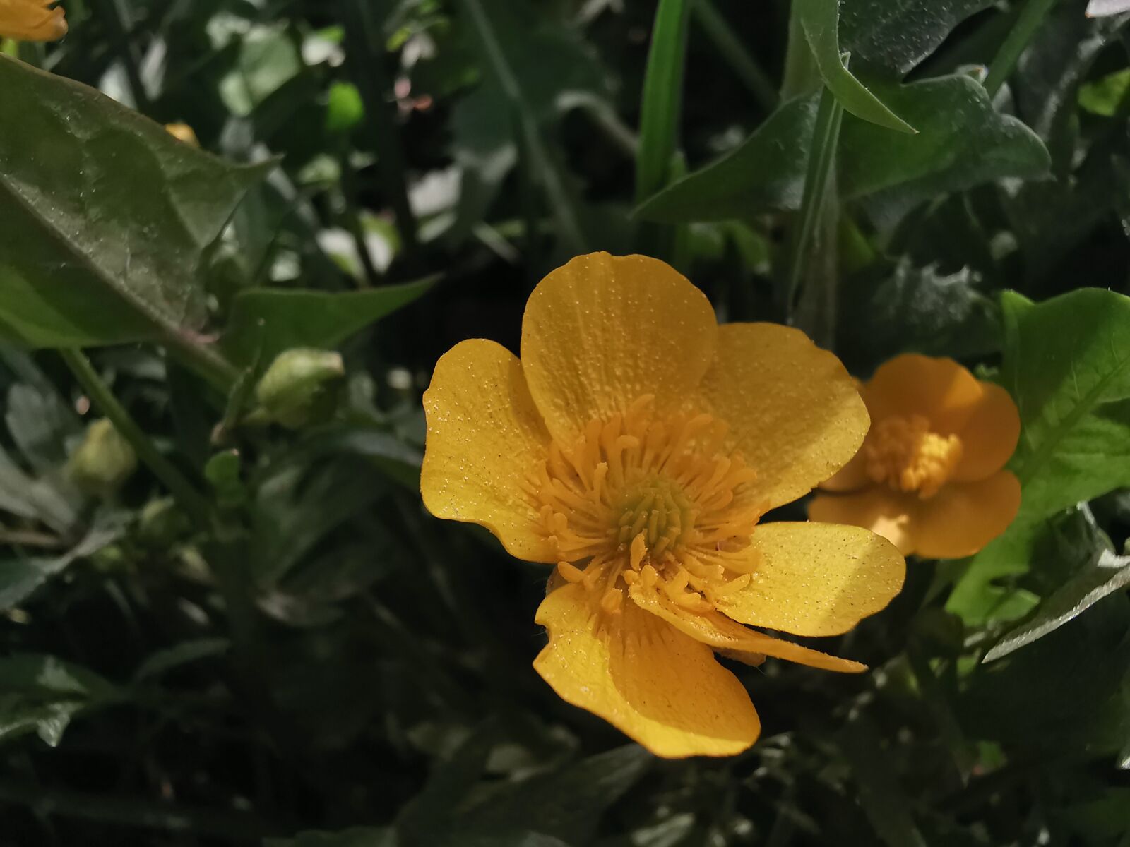 HUAWEI P30 Pro sample photo. Flower, yellow, flora photography