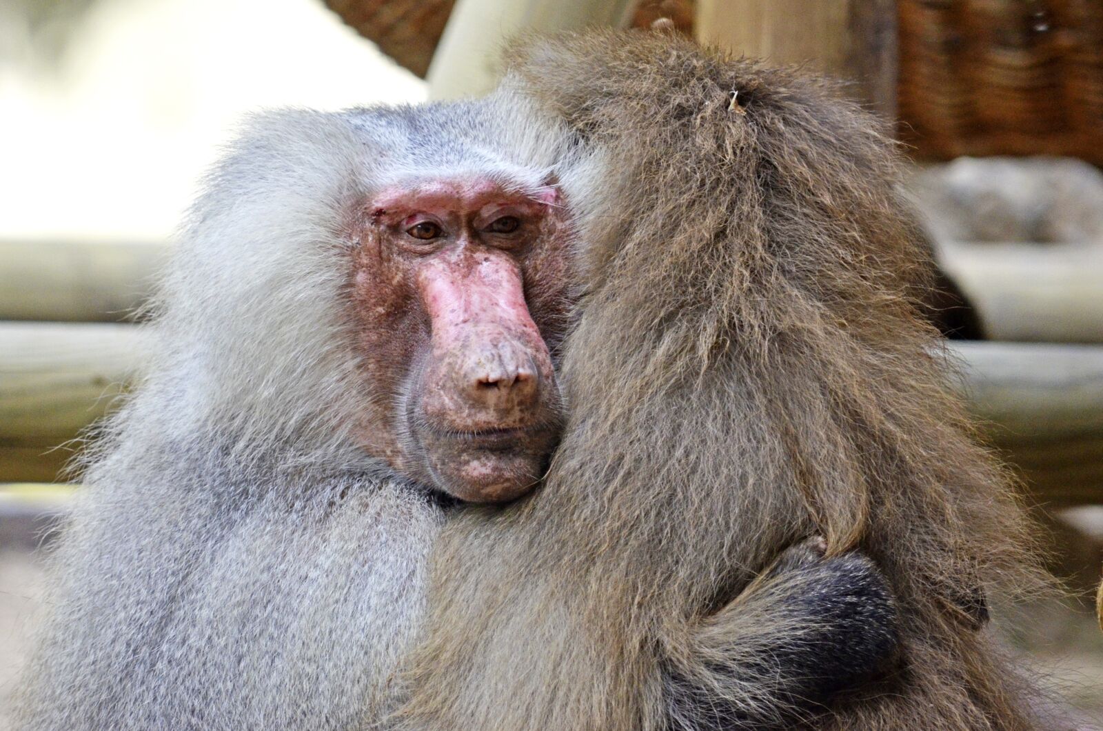 Nikon D5100 sample photo. Hamadryas, baboon, ape photography